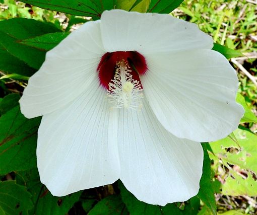 {Hibiscus moscheutos}